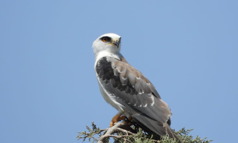 תיעוד מרהיב: דאה שחורת כתף במערת הנטיפים