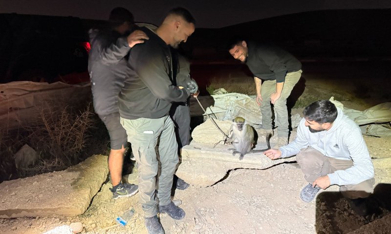 מכת מדינה: קוף פצוע נוסף אותר קשור בשלשלות בנגב | תיעוד