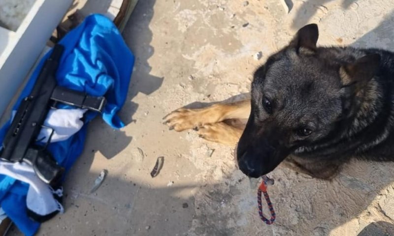 אירוע חמור בג'לג'וליה: 2 שוטרים נפצעו וכלב נהרג