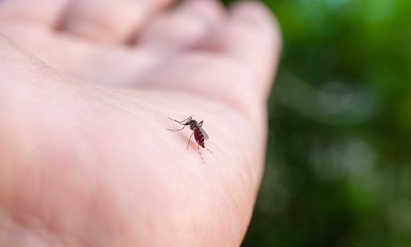 קדחת מערב הנילוס מתפשטת: יתושות נגועות נמצאו בדרום ובית שאן
