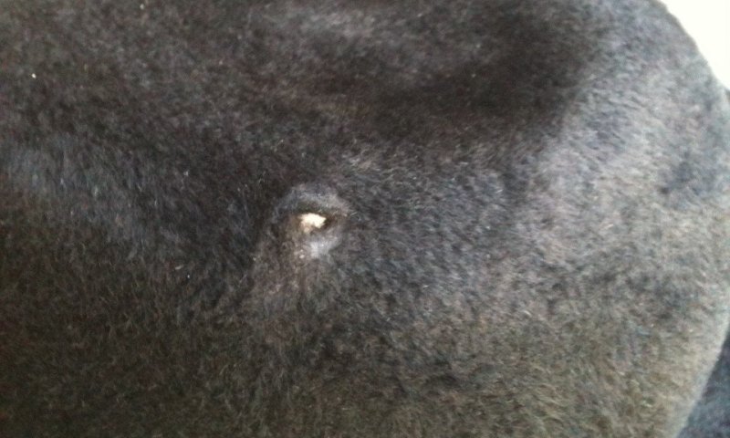 ככה נראה נס: מגבעת עם חור כניסה של קליע