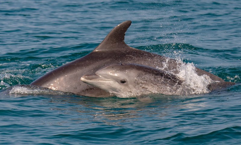 תצפית משמחת: דולפינים בחוף יפו. צפו
