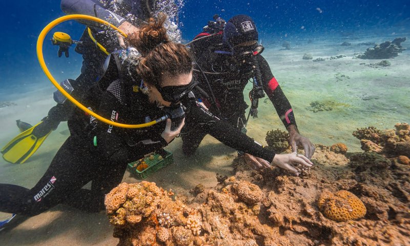 לכבוד ט"ו בשבט: השרה סילמן יצאה לצלילה באילת