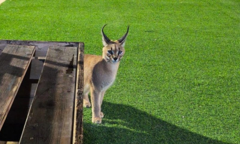 קרקל נדיר חדר לתוך בסיס בדרום הארץ ונשך מספר חיילים