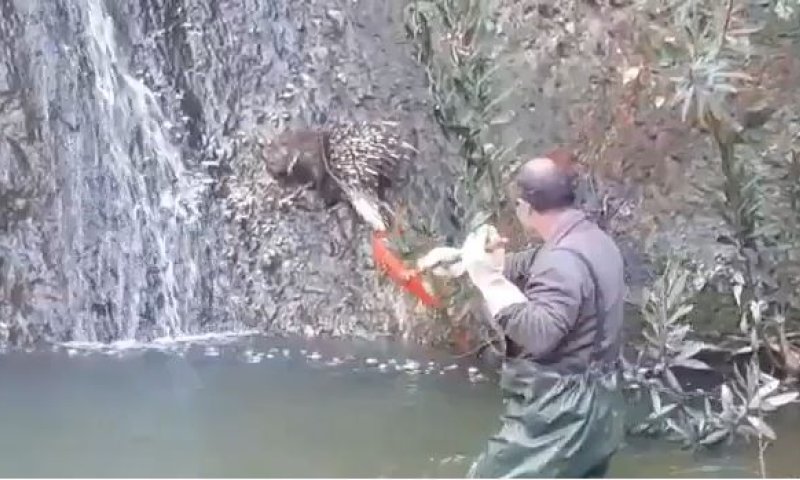 צפו: מנהל שמורת הטבע קפץ למים כדי להציל דורבן