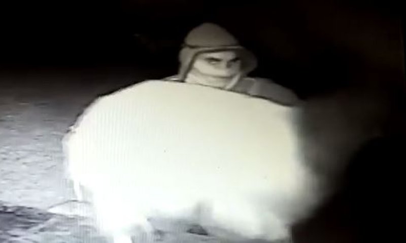 כך גונבים ערבים עזים בשומרון