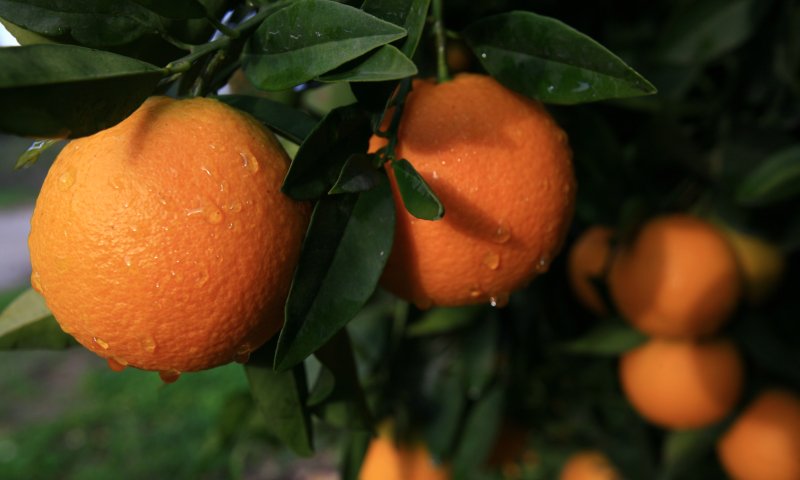 ט"ו בשבט: ראש השנה לאילנות &ndash; מה זה אומר?