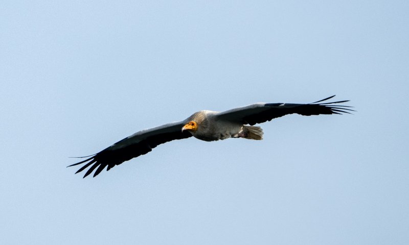 שני עופות דורסים נהרגו ליד טורבינות רוח בגולן
