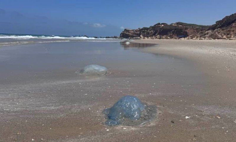 לא מפחדות מטילים: המדוזות הגיעו לחופי ישראל