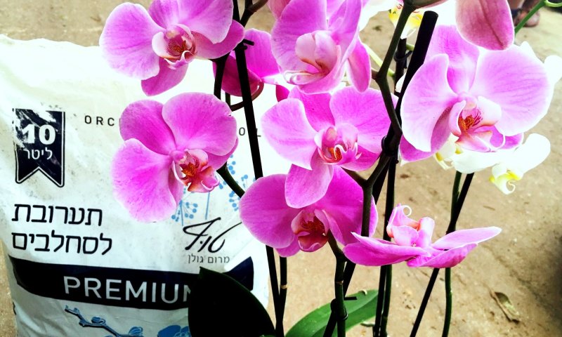 חובבי סחלבים? יש פיתוח חדש שכדאי לכם להכיר