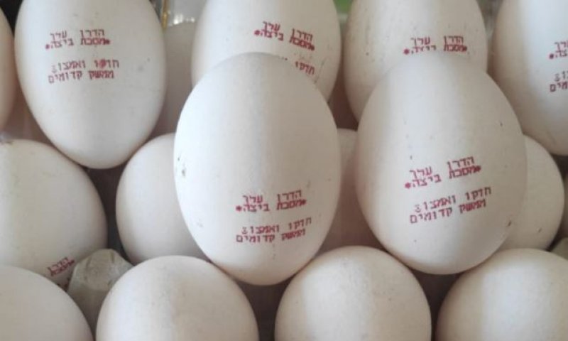 טעונות גניזה? | הביצים שכבשו את הרשת