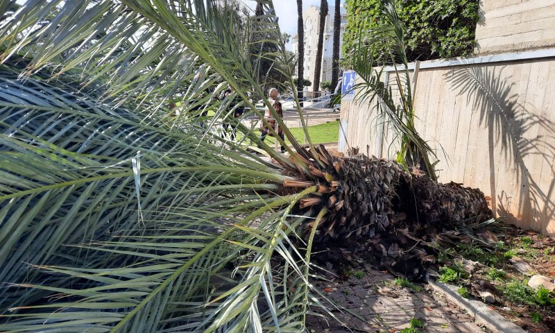 אישה פונתה במצב בינוני לאחר שקרס עליה עץ