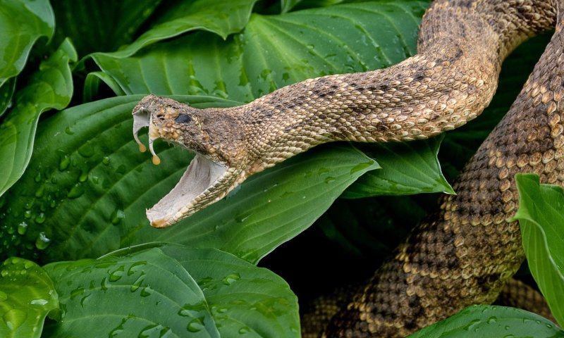 לוחם צה"ל נפצע קשה כתוצאה מהכשת נחש