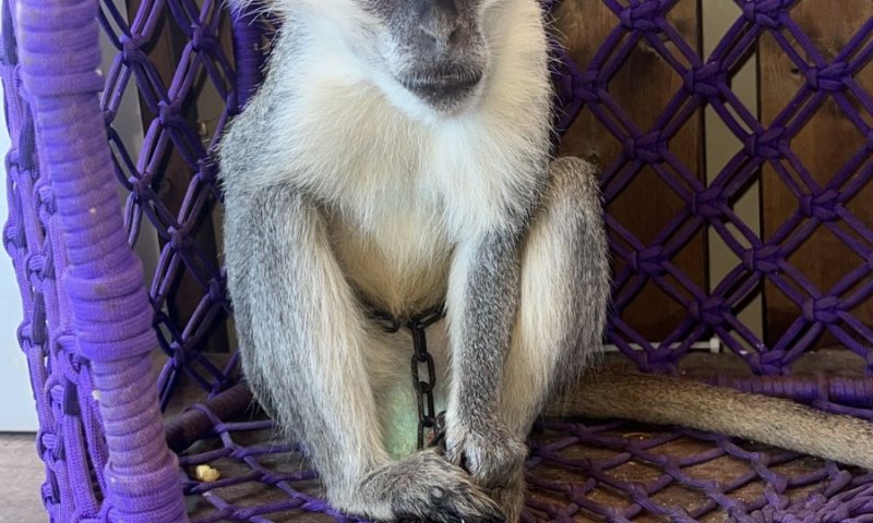 לא נגמר: קוף נוסף אותר בשטח פתוח בצפון