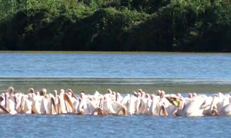 הנה הם באים: 300 שקנאים נחתו באגמון החולה. צפו