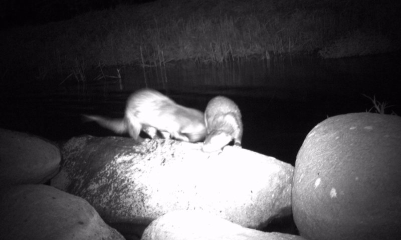 אחד למיליון: בעל חיים נדיר ובסכנת הכחדה תועד בישראל