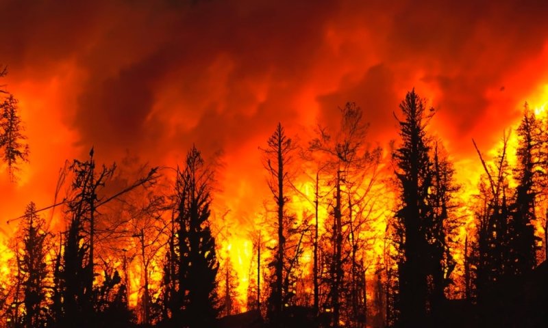 אחרי השריפות בהוואי: מניין ההרוגים עלה ל-80
