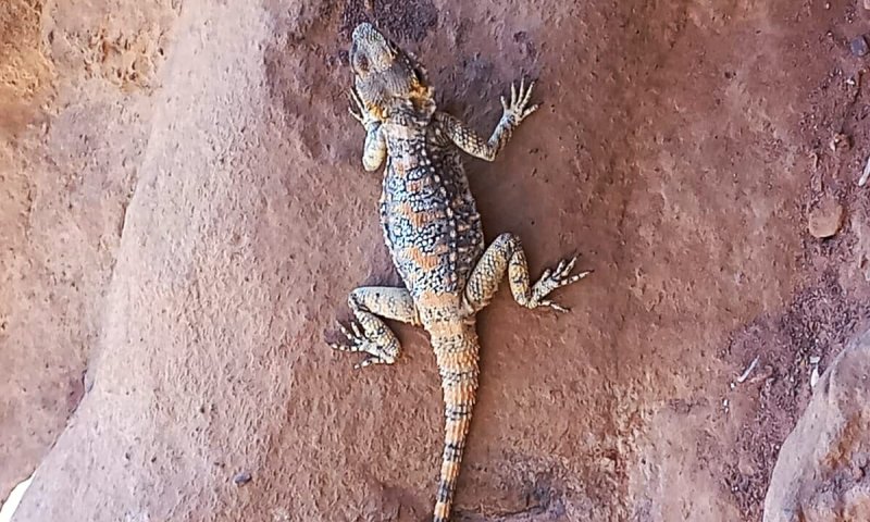 תצפית נדירה בהרי אילת: נקבת חרדון סלאחי