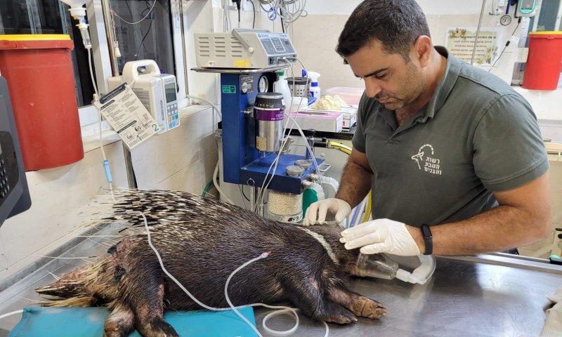 דורבן נפצע מרסיסי רקטה שנפלה בראשון לציון