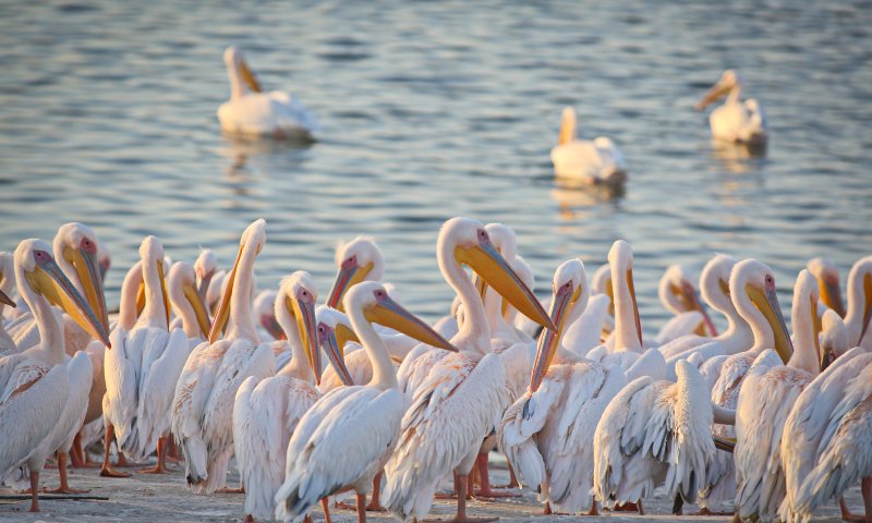 מרהיב: מאות שקנאים במעוף לפני נחיתה