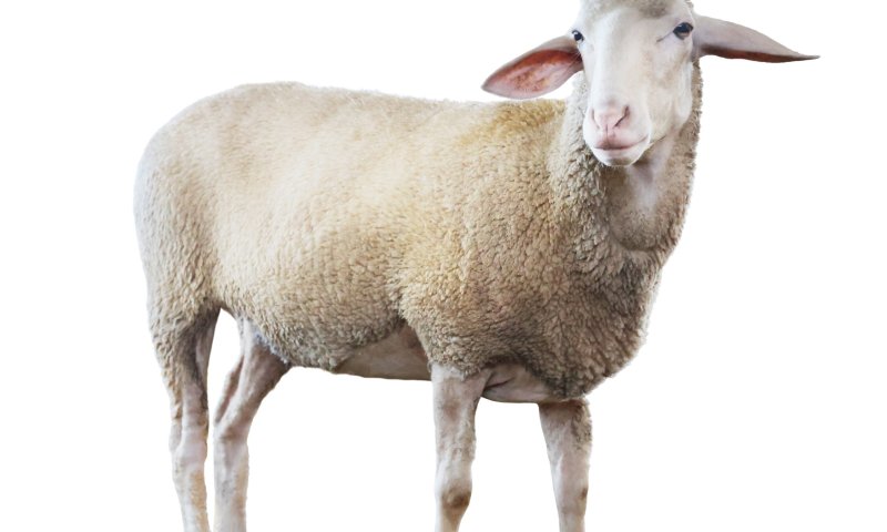 בגלל בדיחה על הר הבית: המשטרה עצרה שני צעירים