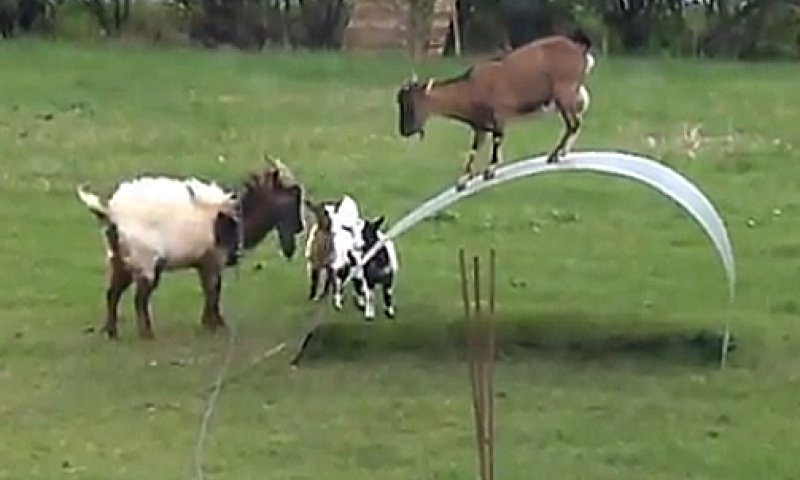 משעשע: צפו בחבורת עזים משחקות בפארק