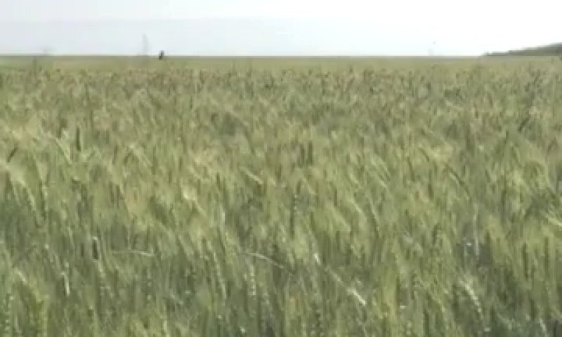 צפו: מרדף משטרתי לכד שב"חים בתוך שדה חיטה