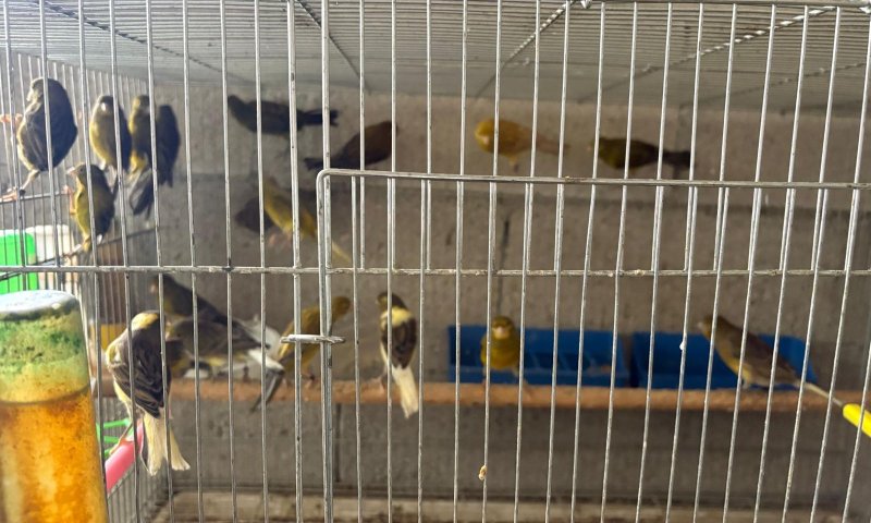 כ-100 ציפורים מוגנות נתפסו בפשיטה על מתחם מגורים בירושלים