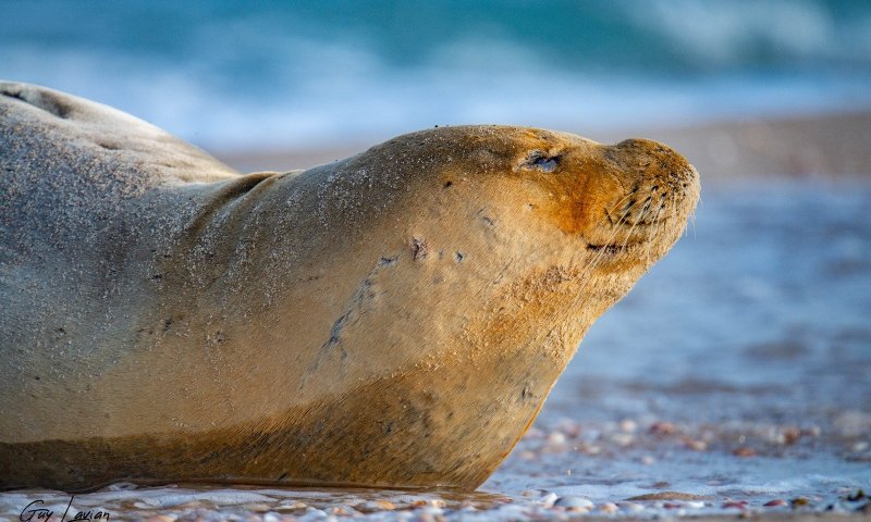 תשכין שלום? כלבת הים 'יוליה' נצפתה בחופי לבנון