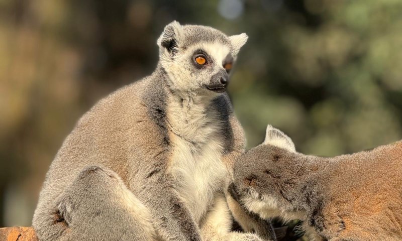 תכירו את מור: דיירת חדשה בספארי רמת גן