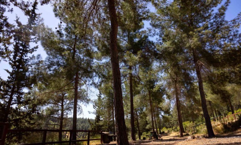 רק 2 ממארגני מסיבת הטבע בה נהרגה טוהר דוד הורשעו