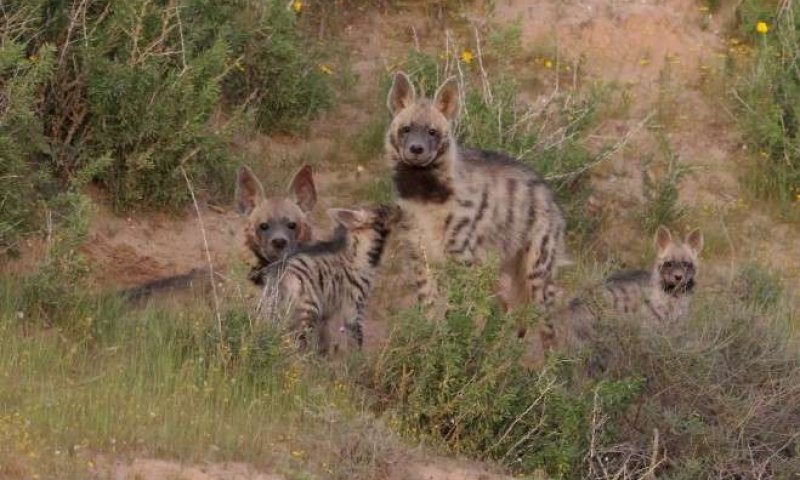 הצבוע המפוספס מציג: בייביסיטר על ארבע
