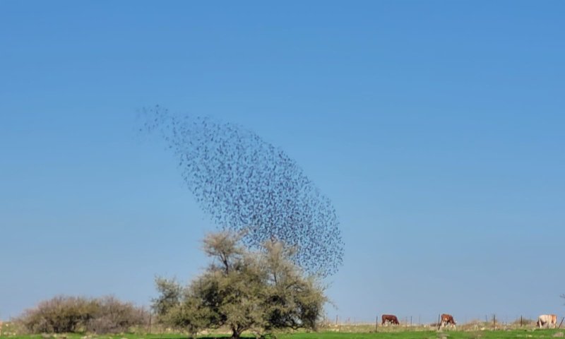 מעל שמי התבור: להקת הזרזירים בריקוד המסורתי
