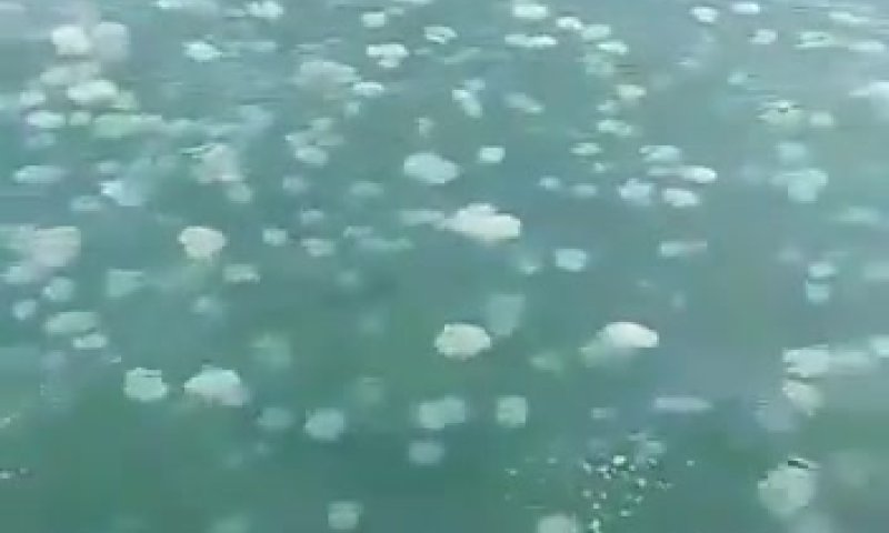 צפו: מתקפת ענק של מדוזות על נמל אשדוד