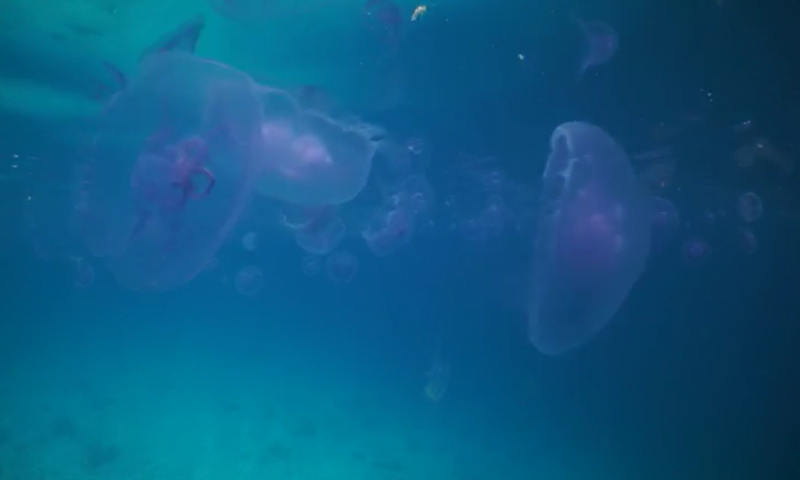 מדהים! המדוזות האלה הם לא מה שאתם חושבים