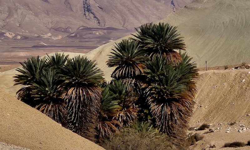 גילוי מרעיש: מין נדיר של תמרי פרא זוהה לראשונה בישראל