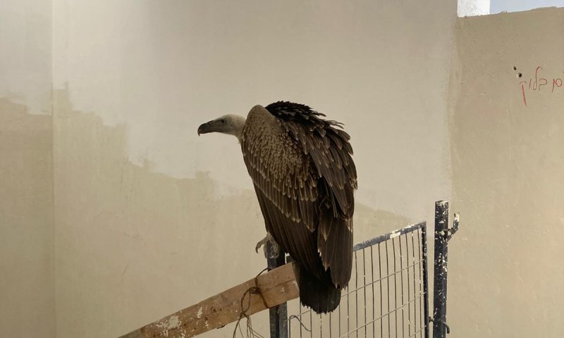 אורח נדיר בארץ התגלה בקומה ה-43: נשר דרומי