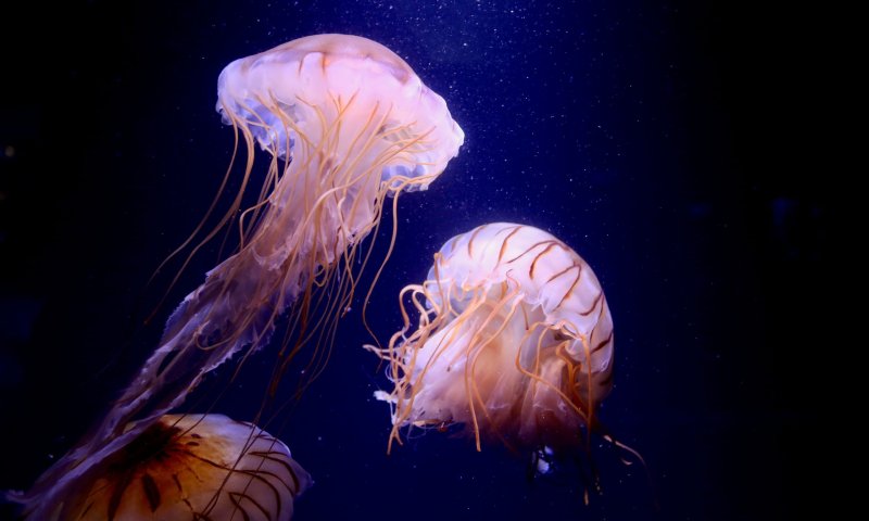 תאילנד: ישראלית נפצעה מעקיצת מדוזה ארסית