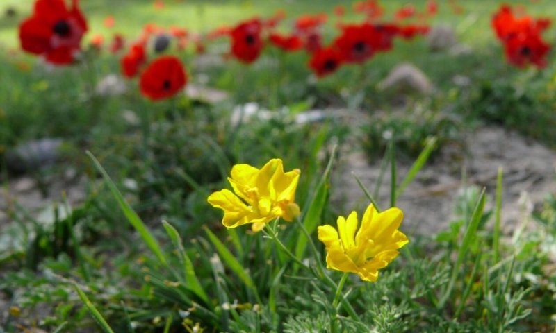 תחזית מזג אוויר לימים הקרובים