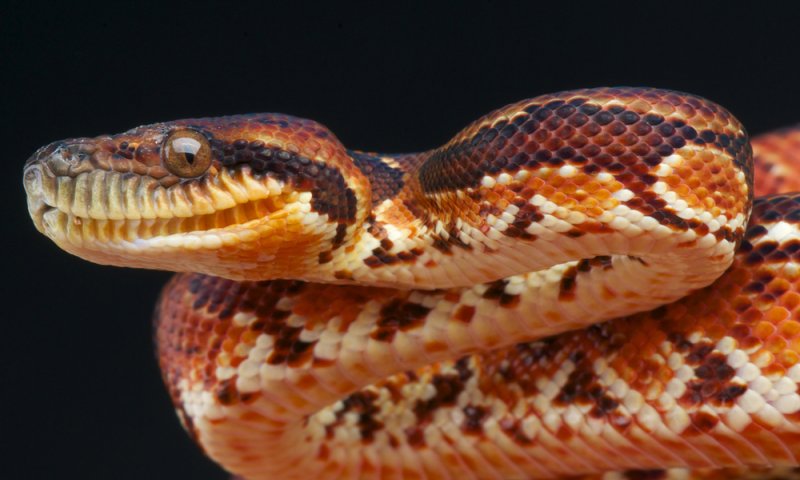 זוועה בקנדה: נחש חנק למוות שני ילדים