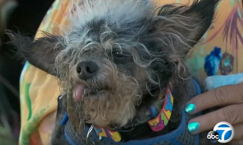 מכוער וטוב לו: הכלב שזכה ב1,500 דולר בזכות המראה