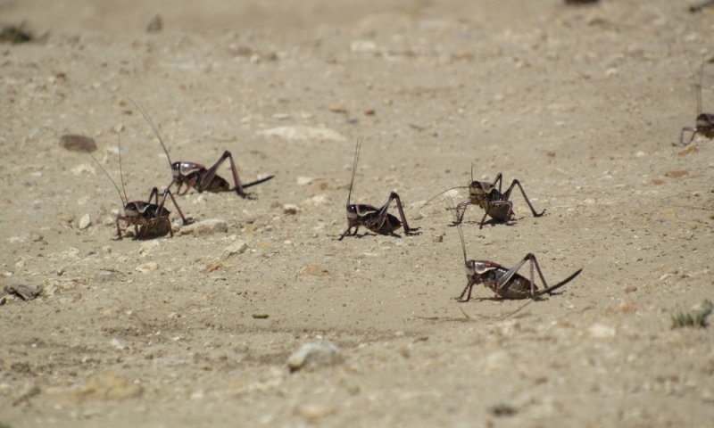 מכת ארבה: עשרות אלפי חגבים תקפו את נוואדה