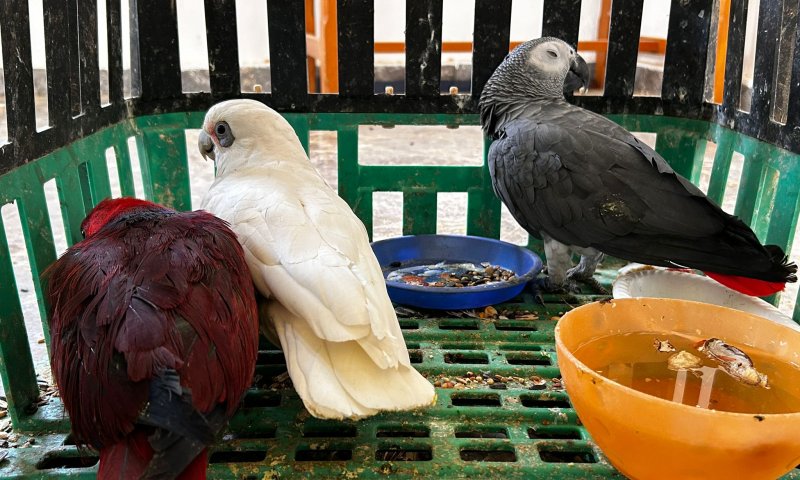 גנבו ציפורים יקרי ערך: שני תושבי הדרום נעצרו בחשד למעשה