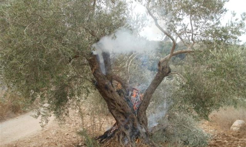 חשד ל'תג מחיר' פלסטיני בגוש טלמונים