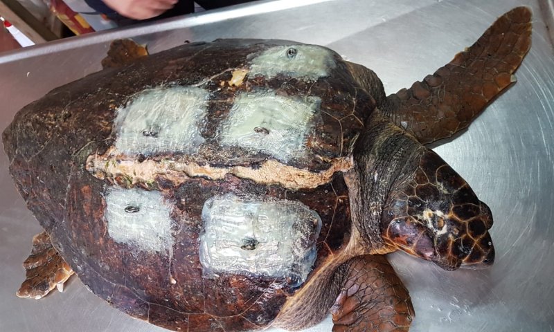 אחרי תיקון השיריון, הצבה בהיריון מתקדם שבה לטבע