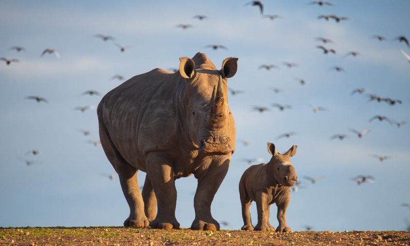 יצירתיים? בואו לבחור שם לקרנפית החדשה בספארי