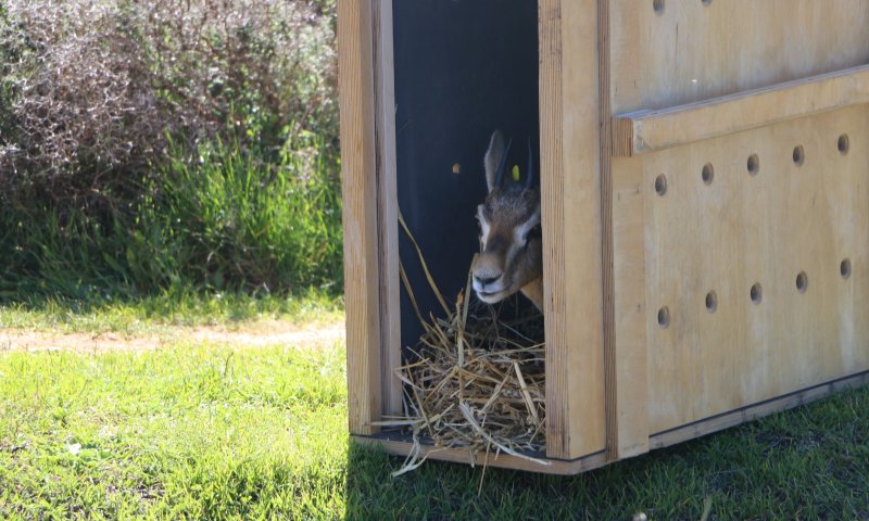 בזכות ערנותם של אזרחים ניצלו חייהם של שני צבאיים