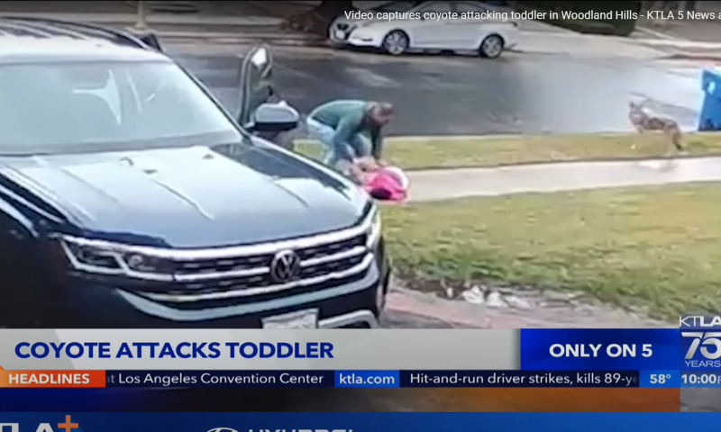 תיעוד דרמטי | אב ישראלי הציל את בתו מזאב ערבות