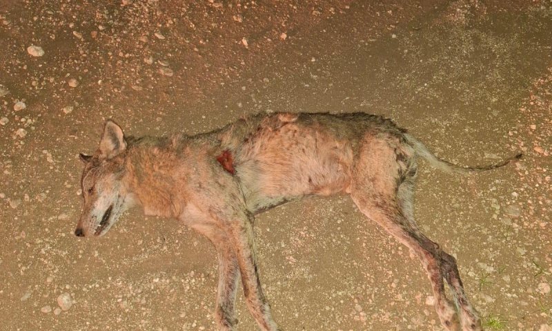 הפגיעה בטבע נמשכת: זאב אפור נמצא מת כתוצאה מהרעלה