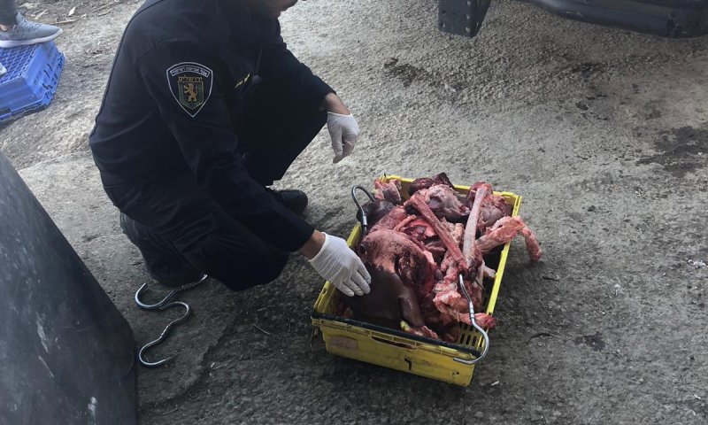 רגע לפני שיצא למסעדות: בשר בשלבי רקבון אותר בי-ם